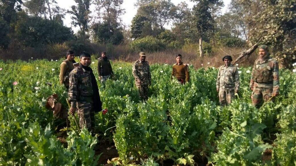 लातेहार में पुलिस ने अवैध रूप से लगाई गई पोस्ता फसल को किया नष्ट। Latehar News