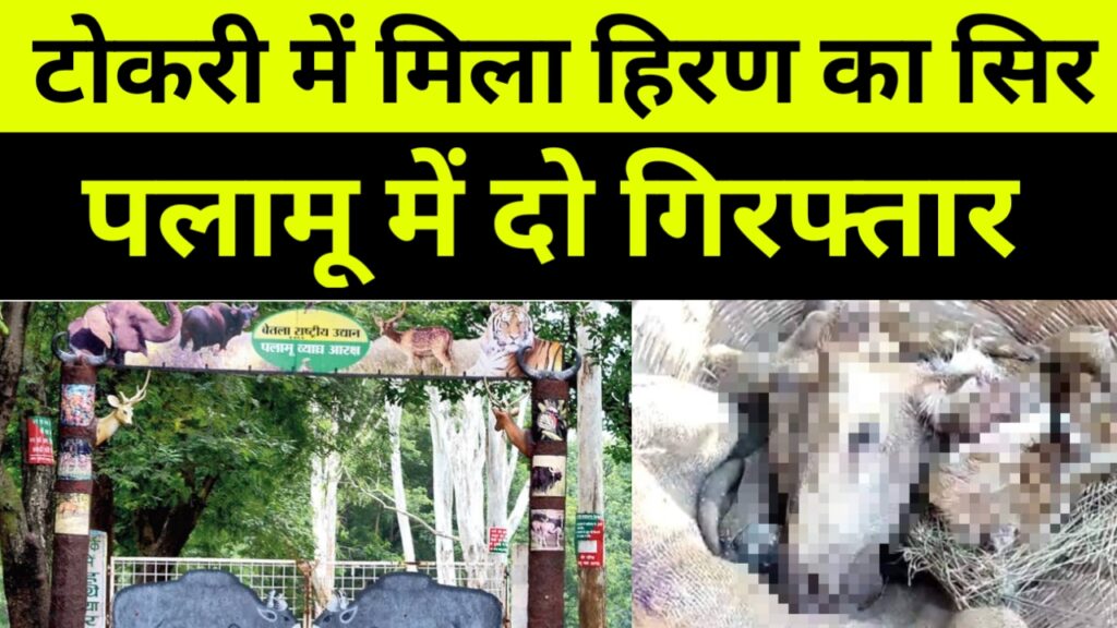 पलामू में टोकरी में मिला हिरण का कटा सिर, दो गिरफ्तार, Palamu News Jharkhand