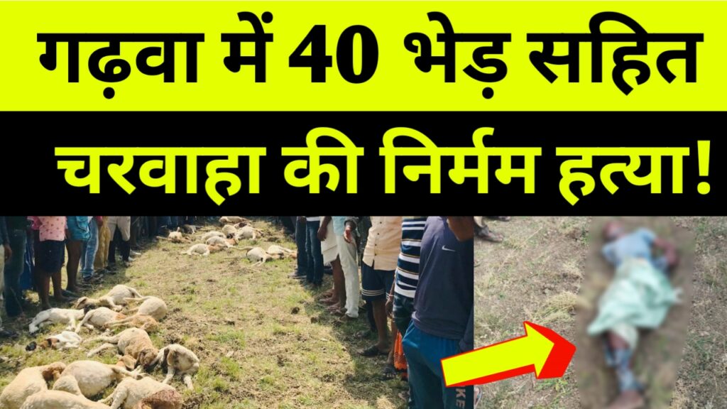 40 भेड़ सहित भेड़ चरवाहा की हत्या! बड़ी खबर, Garhwa Drishti News