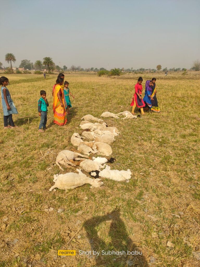 करीब 40 भेड़ और चरवाहा का हत्यारा कौन।