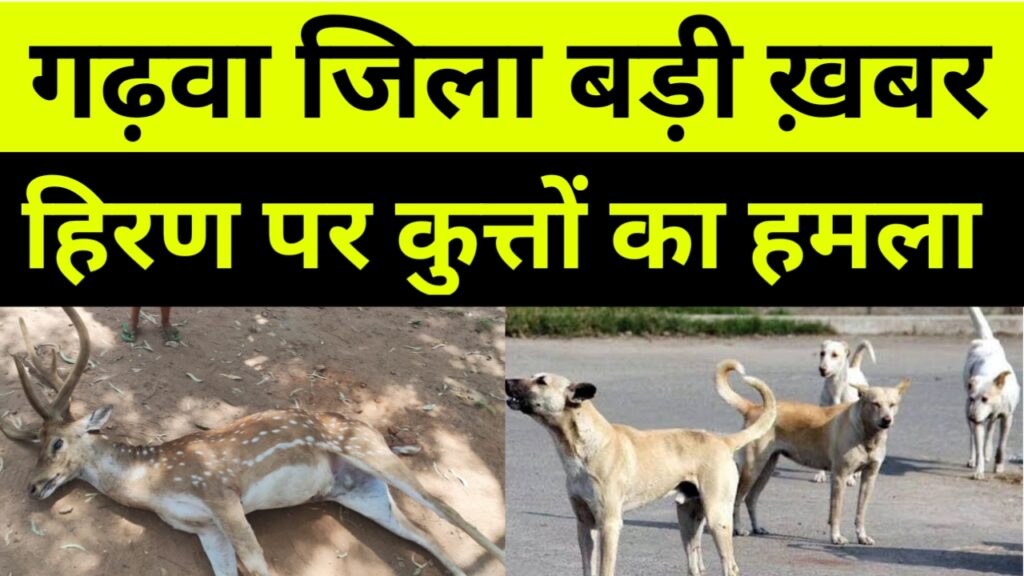 कुत्तो के हमला से जंगली हिरण की मौत