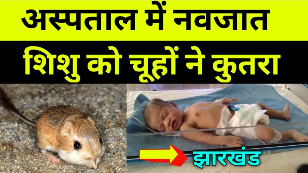 Jharkhand: अस्पताल में नवजात शिशु को चूहों ने कुतरा