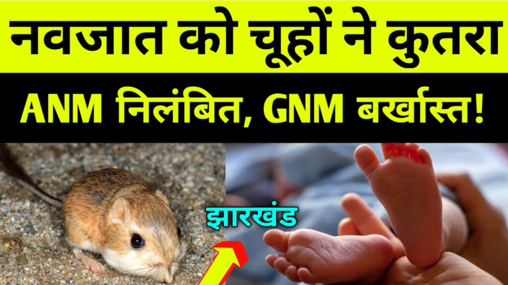 नवजात शिशु को चूहों ने कुतरा, ANM निलंबित, GNM बर्खास्त, डॉक्टर पर कारवाई! Giridih news