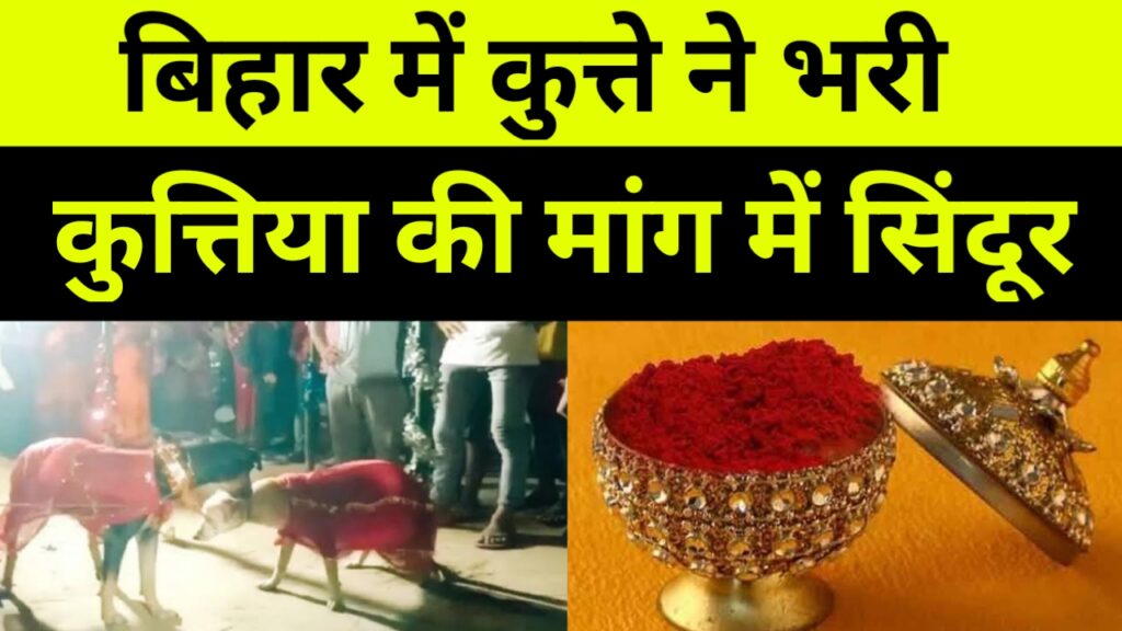 बिहार में कुत्तों की शादी : सेहरा बांध कर पहुंचा ‘कोल्हू’, सजधज कर बैठी थी वसंती, आपने तो बहुत शादी देखी होगी लेकिन यह शादी कुछ अनोखा है 