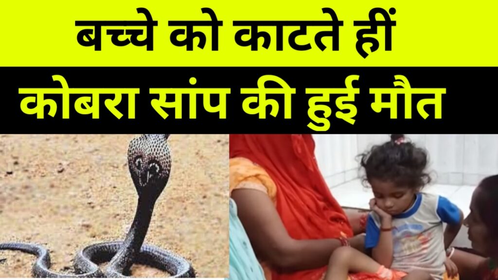 चार साल के बच्चे को कोबरा साँप ने काटा, बच्चे की बजाय, साँप की हुई मौत