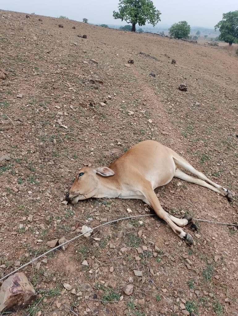 11 हजार विद्युत गिरे तार की चपेट आने से एक बछड़ा मौत।