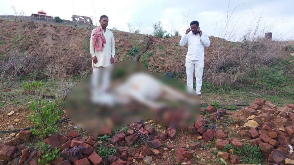 वज्रपात से गर्भवती गाय की हुई मौत।