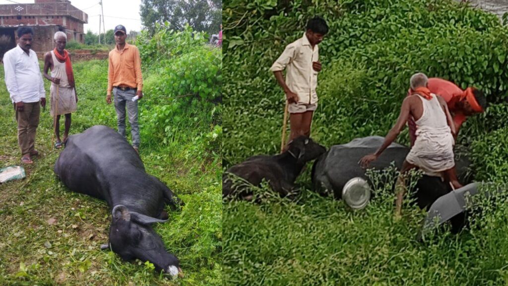 वज्रपात की चपेट में आने से एक भैंस की हुई मौत, मुखिया प्रतिनिधि सीताराम शर्मा ने घटनास्थल पर पहुंचकर दिया आश्वासन