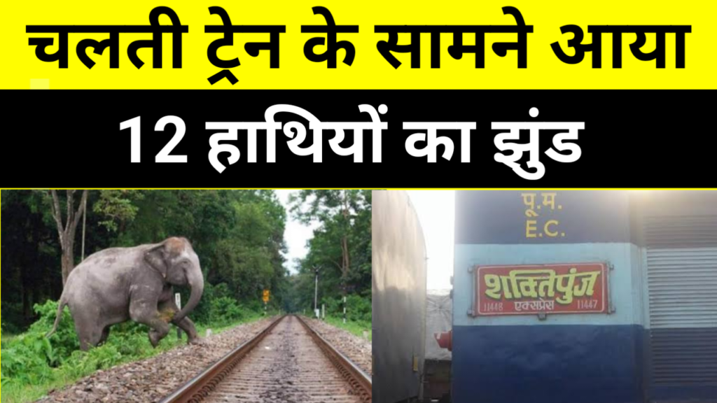 चलती ट्रेन के सामने आया 12 हाथियों का झुंड, देखेंलोको पायलट ने कैसे बचायी हाथियों की जान