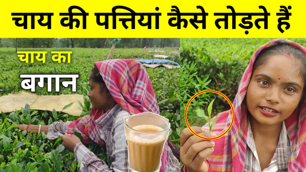 चाय की पत्तियां कैसे तोड़ती हैं महिलाएं!