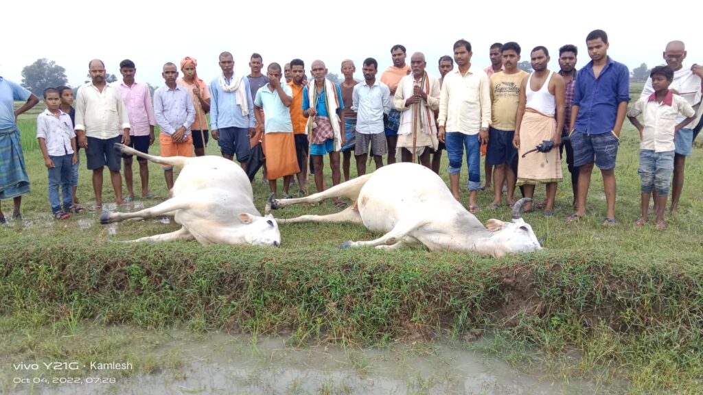 व्रजपात की चपेट में आने से दो बैल की मौत