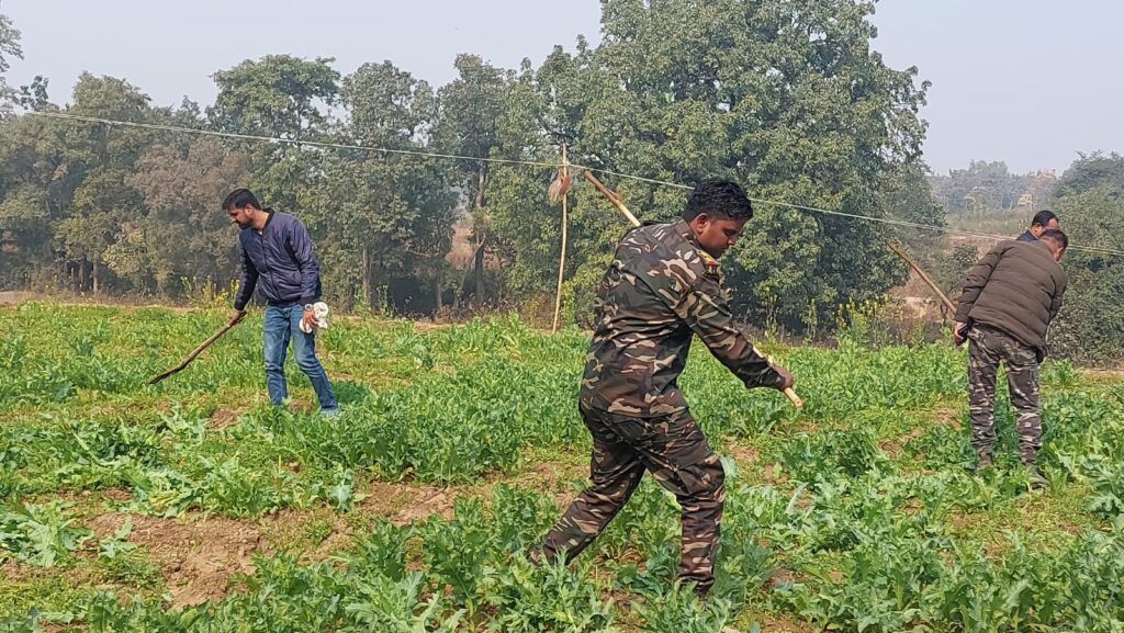 धुरकी पुलिस को मिली बड़ी कामयाबी अफीम की खेती को किया नष्ट।