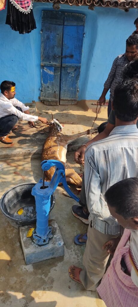 जंगल से भटके हुए हिरण पहुंचा गांव में, ग्रामीणों ने पकड़ कर किया वन विभाग को सुपुर्द।