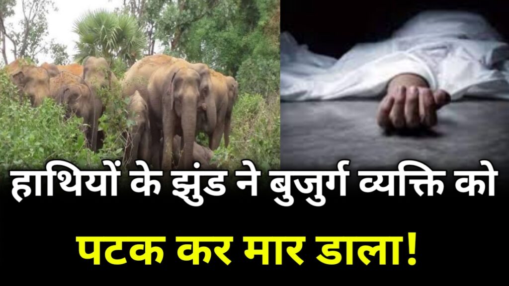 सौच के लिए निकले 69 वर्षीय व्यक्ति को हाथियों के झुंड ने पटक कर मार डाला!
