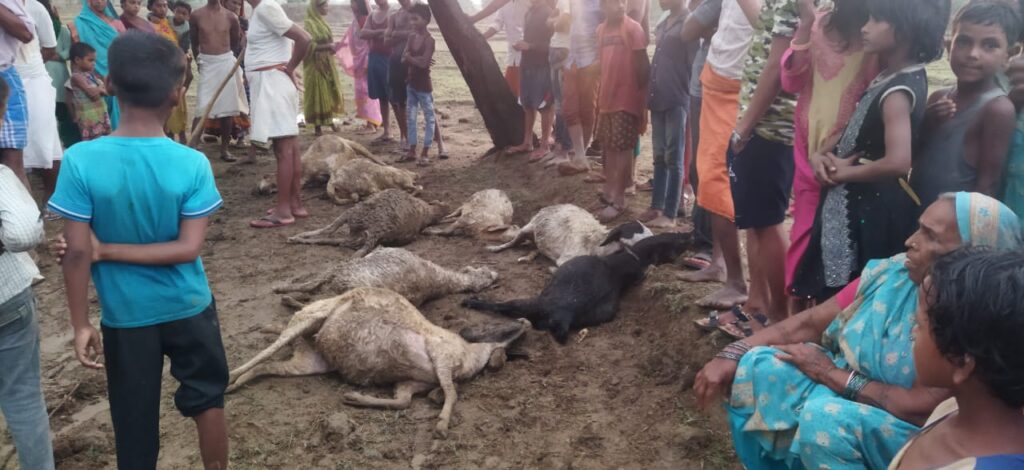 बारिश के साथ हुई वज्रपात में 7 भेड़ एवं एक बकरी की हुई मौत!