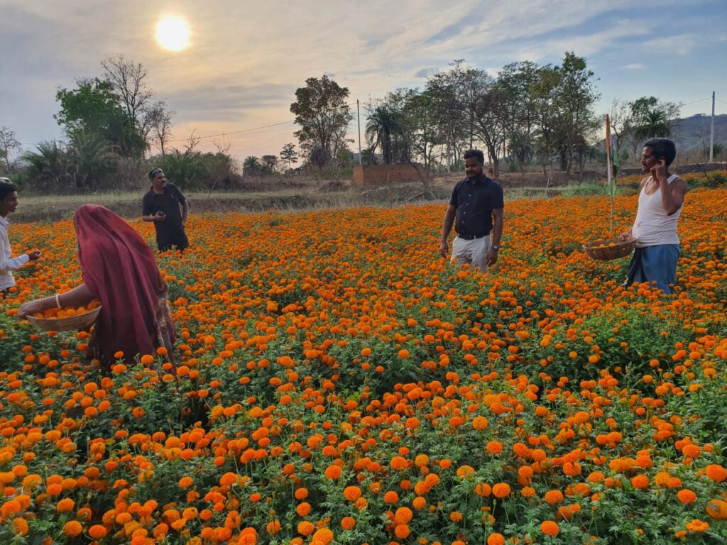 फूलों की खेती को रोजगार का साधन बना रहे किसान