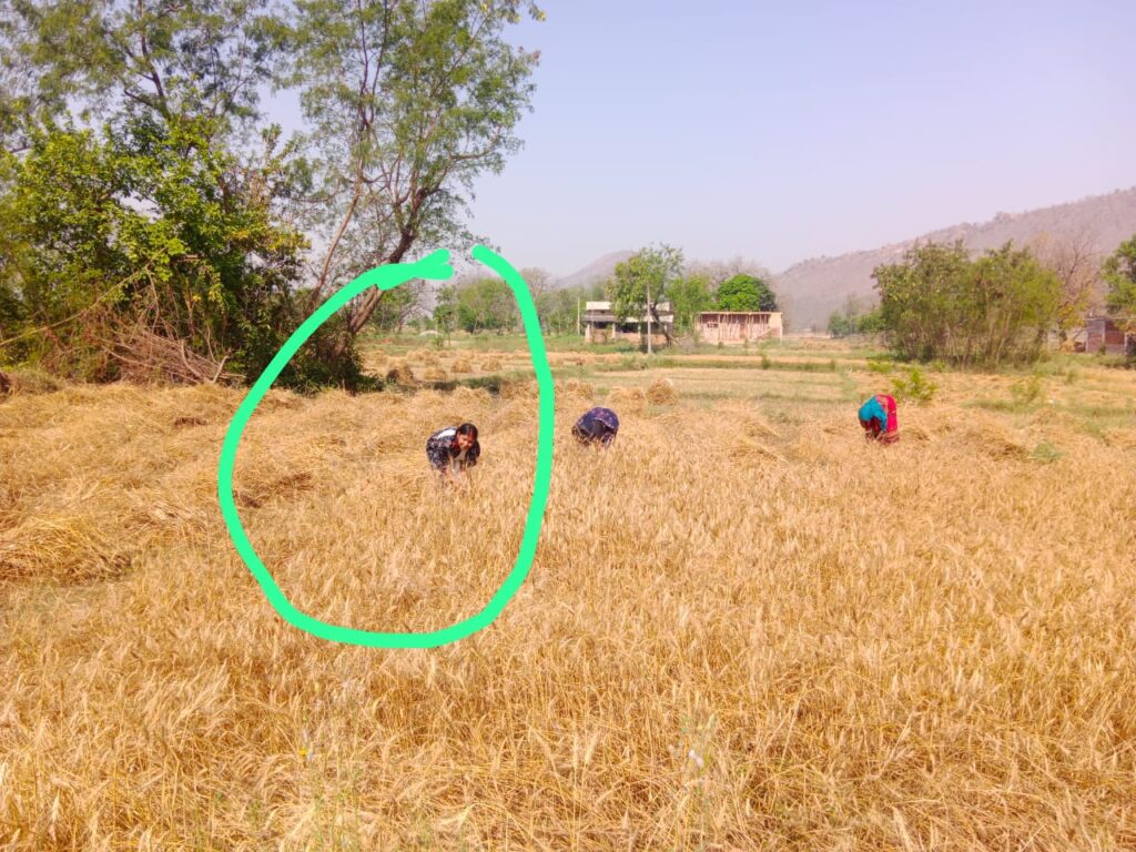 अपनी जिम्मेदारियों का बखूबी और सफलता पूर्वक निर्वहन करती ब्लॉक प्रमुख दीपा कुशवाहा।