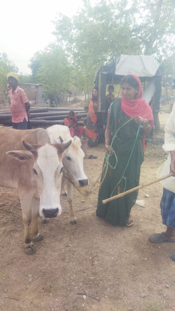 रमना थाना पुलिस ने तस्करी के लिए ले जा रहे 24 गाय को कबिसा गांव से जब्त किया। मवेशी