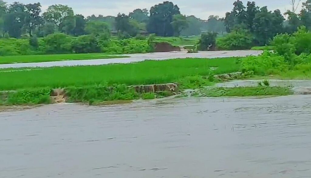 खुटिया मे बंगला खाड़ी पइन बांध टुटने से धान की फसल को हुआ नुकसान