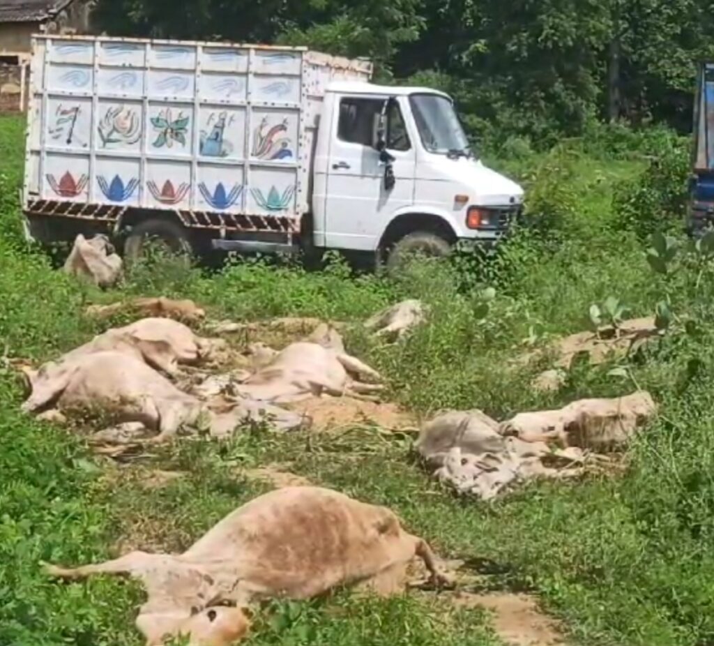 पुलिस और पशुपालन विभाग की लापरवाही के चलते 15 मवेशियों के मौत, कागजों पर ही हुआ पोस्टमार्टम